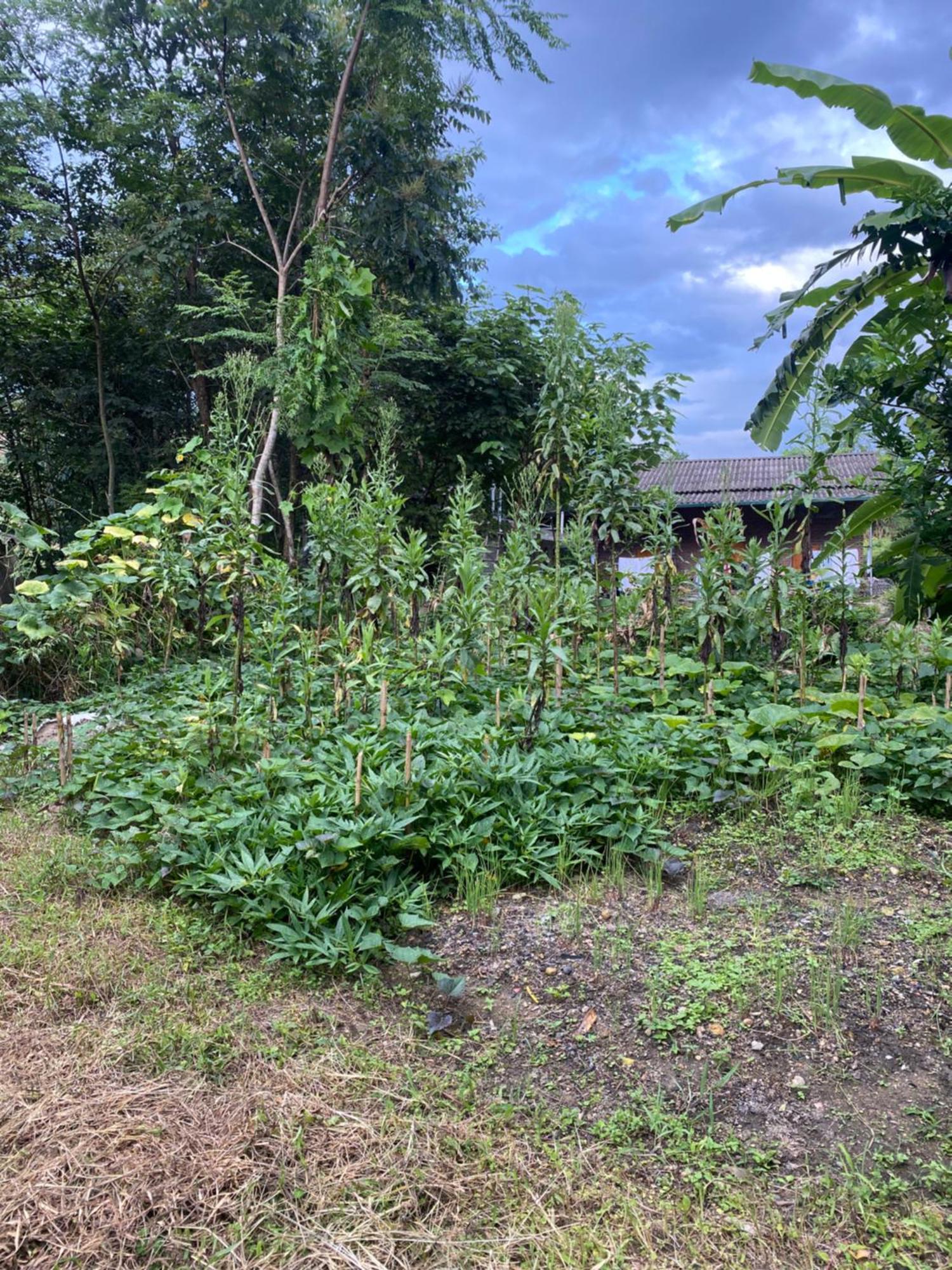 Homestay Son Thoi